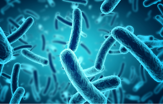 Unlocking the Power of Bacillus Subtilis for Human Health and Vitality