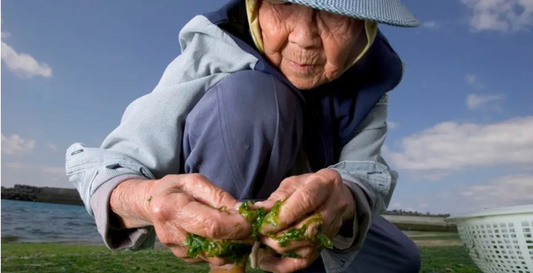 The Role of the Gut Microbiome and Longevity - The Okinawan Centenarian Secret